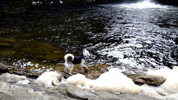 Buchenegger Wasserfälle